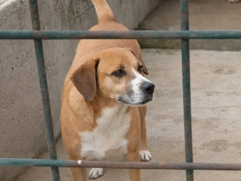 Adotta un cane, taglia media, maschio, Avellino