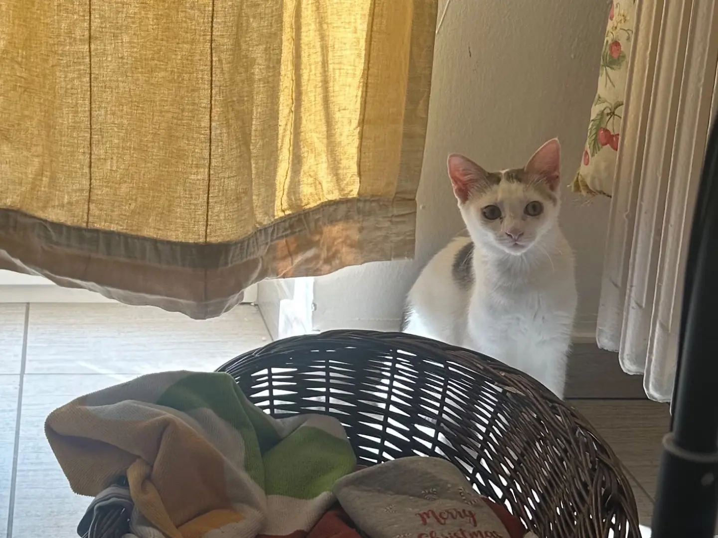 Adozione gatto, femmina, Razza sconosciuta Razza sconosciuta, 6 mesi, taglia non valida, Torino