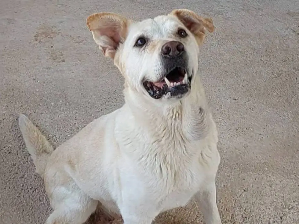Adotta un cane, femmina, 13 anni e 4 mesi, Bari
