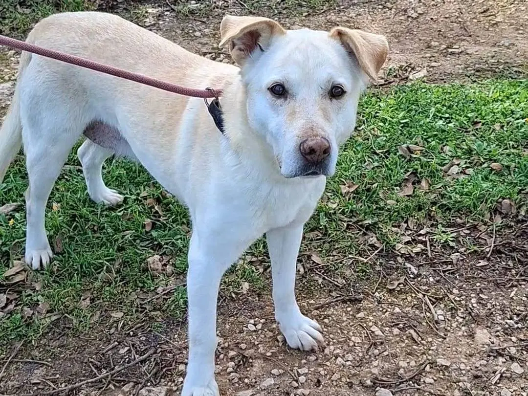 Adozione cane, femmina, Razza sconosciuta Razza sconosciuta, 13 anni e 4 mesi, taglia media, Bari