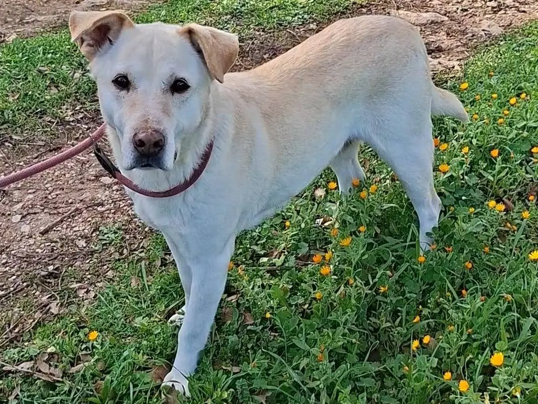 Adotta un cane, taglia media, femmina, Bari