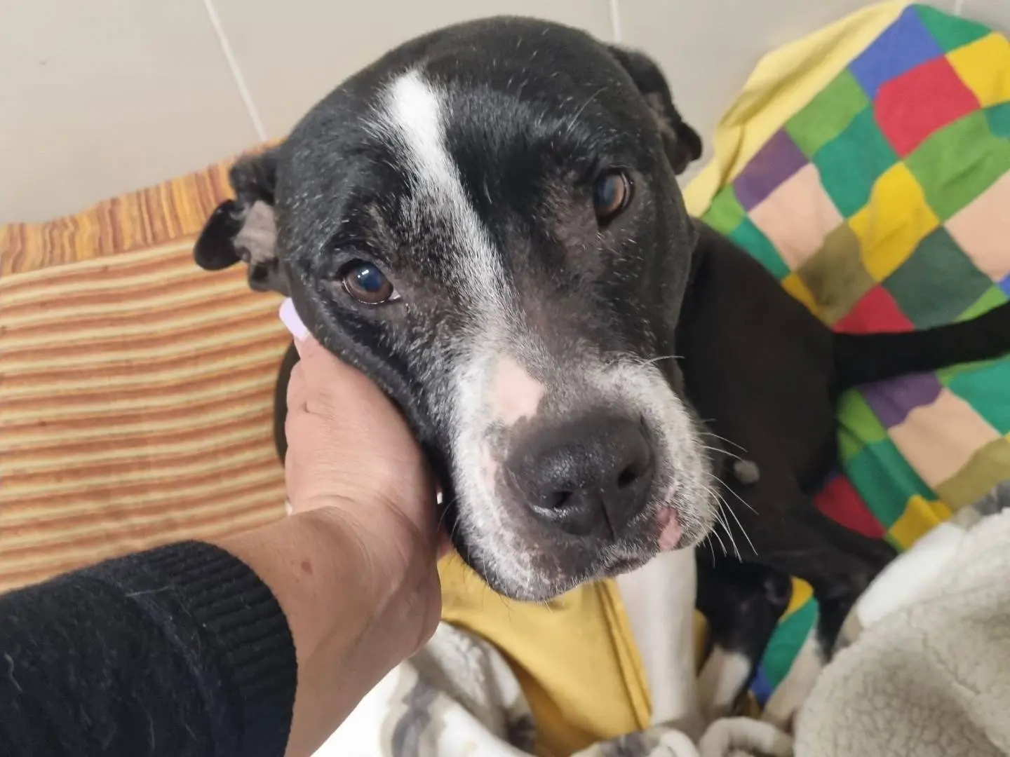 Adozione cane, femmina, Amstaff Razza sconosciuta, 9 anni e 5 mesi, taglia media, Milano