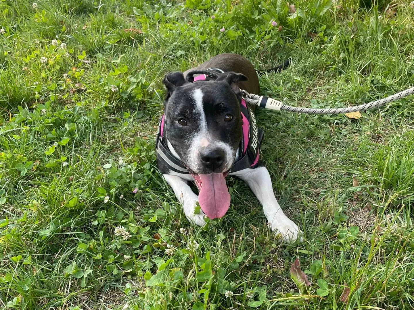Adotta un cane, femmina, 9 anni e 5 mesi, Milano