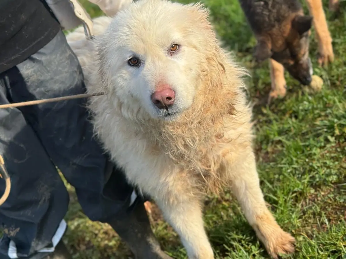 Adotta un cane, taglia grande, maschio, Frosinone