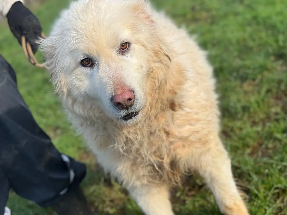 Adotta il cane sky a Frosinone