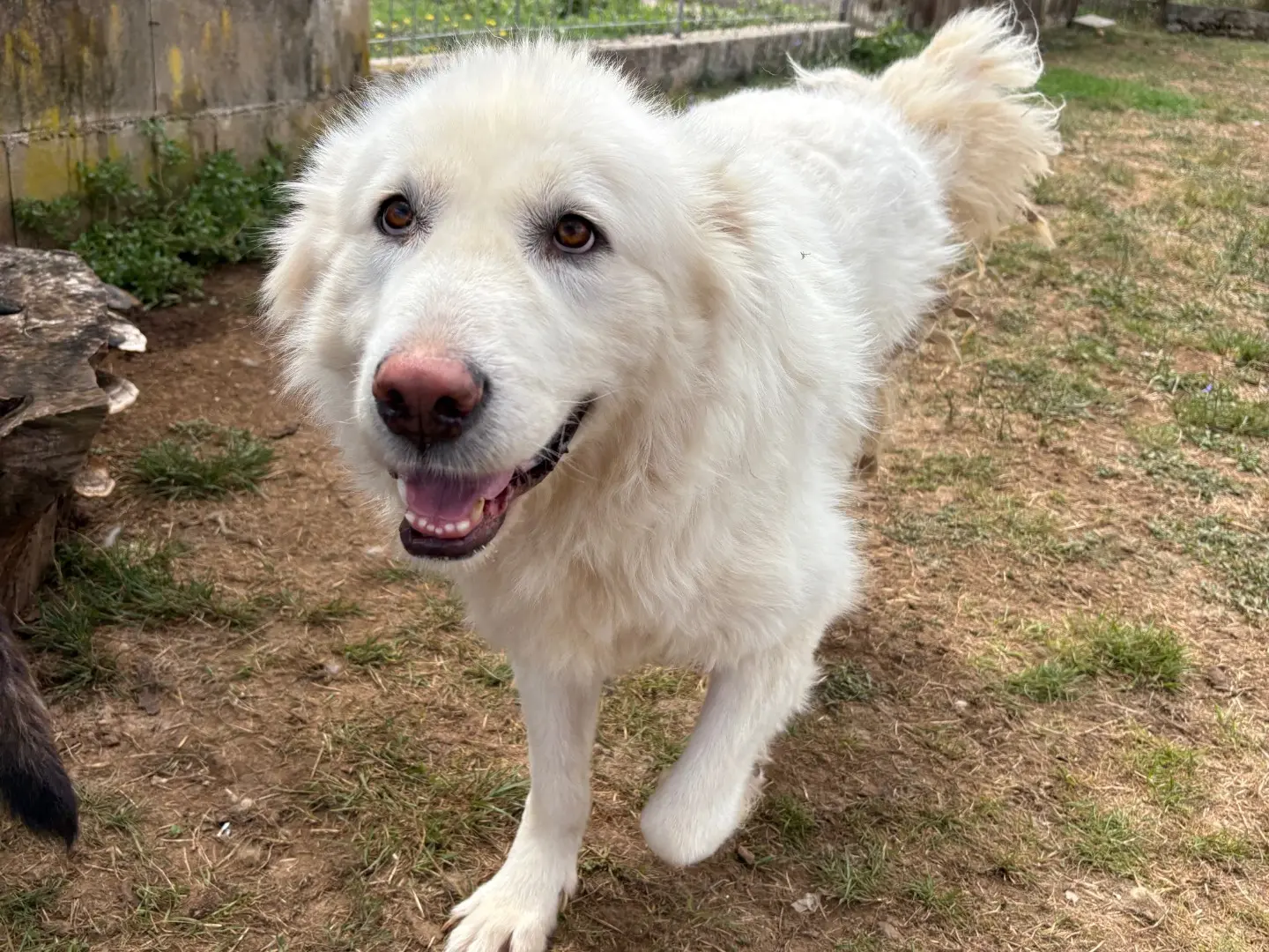 Adotta un cane, maschio, 6 anni e 1 mese, Frosinone