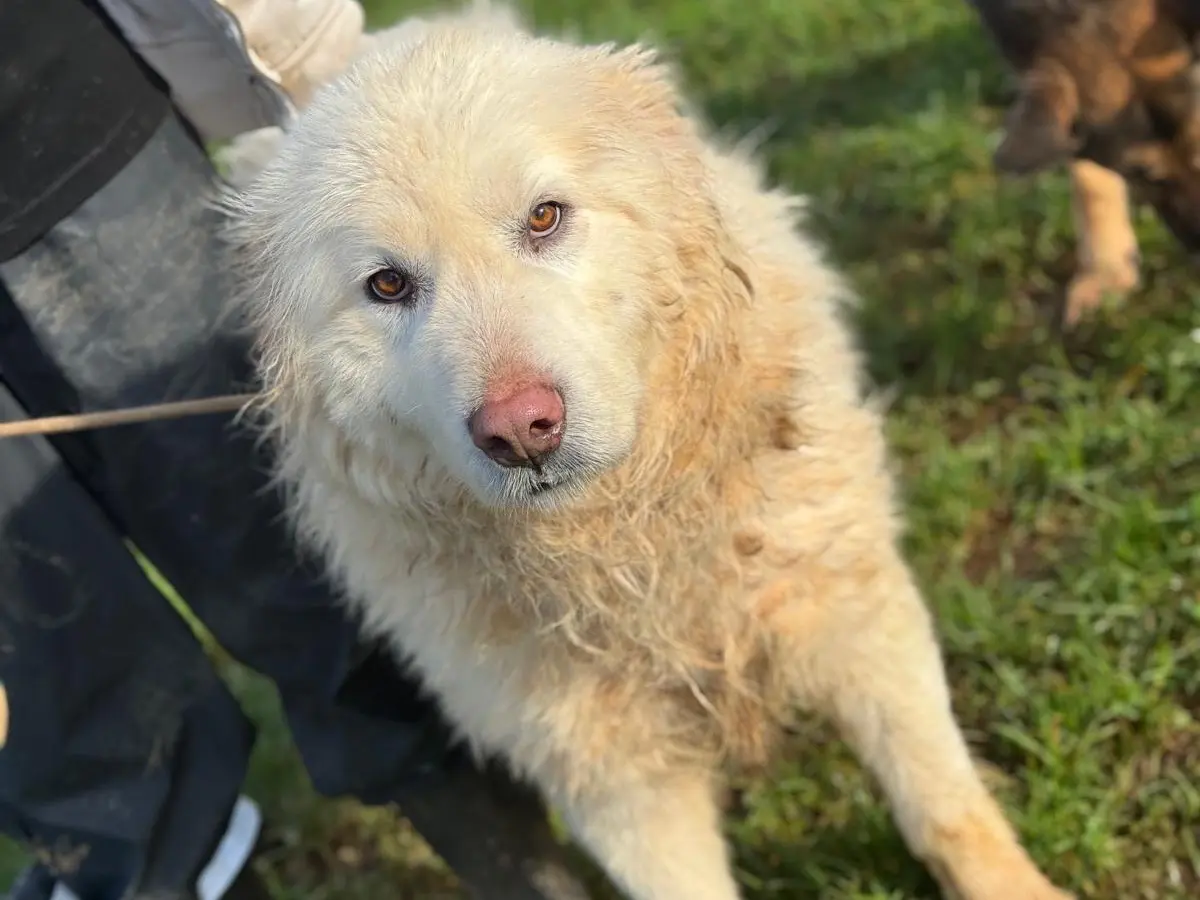 Vuoi adottare un cane a Frosinone?