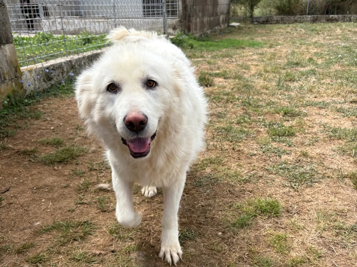 Adozione cane, maschio, Pastore maremmano Razza sconosciuta, 6 anni e 1 mese, taglia grande, Frosinone