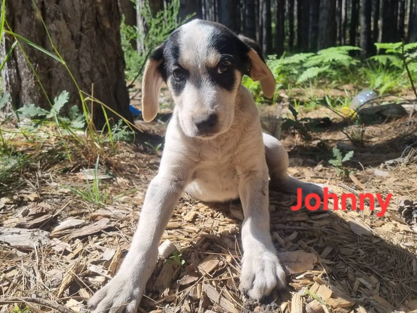 Adozione cane, maschio, Razza sconosciuta Razza sconosciuta, 1 anno e 6 mesi, taglia media, Crotone