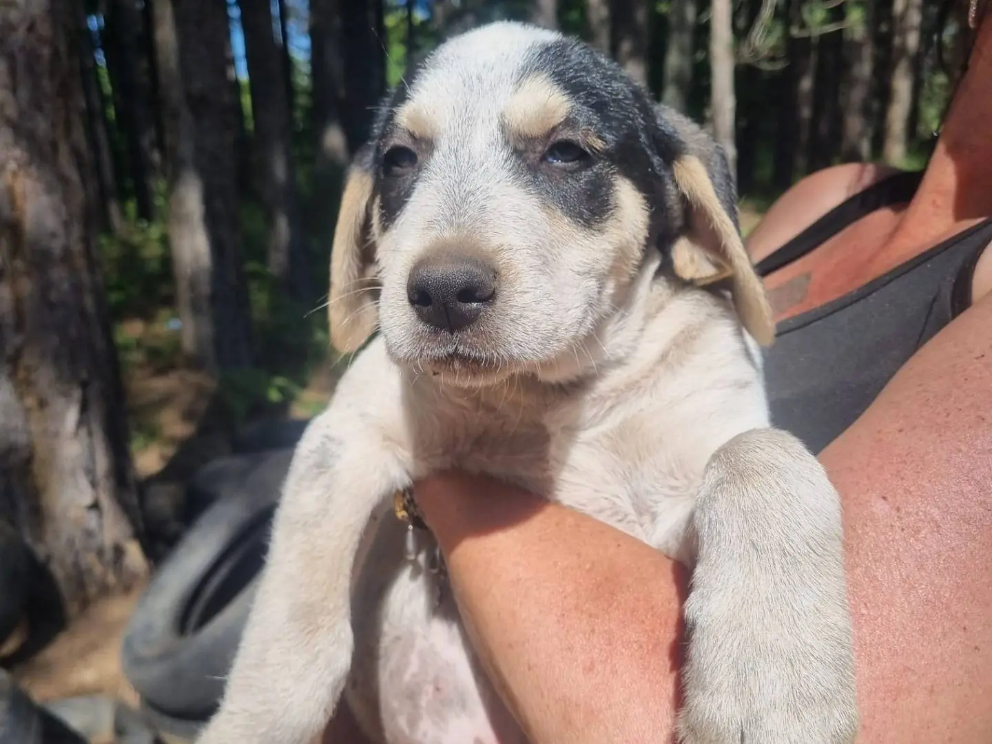 Adotta un cane, maschio, 1 anno e 6 mesi, Crotone