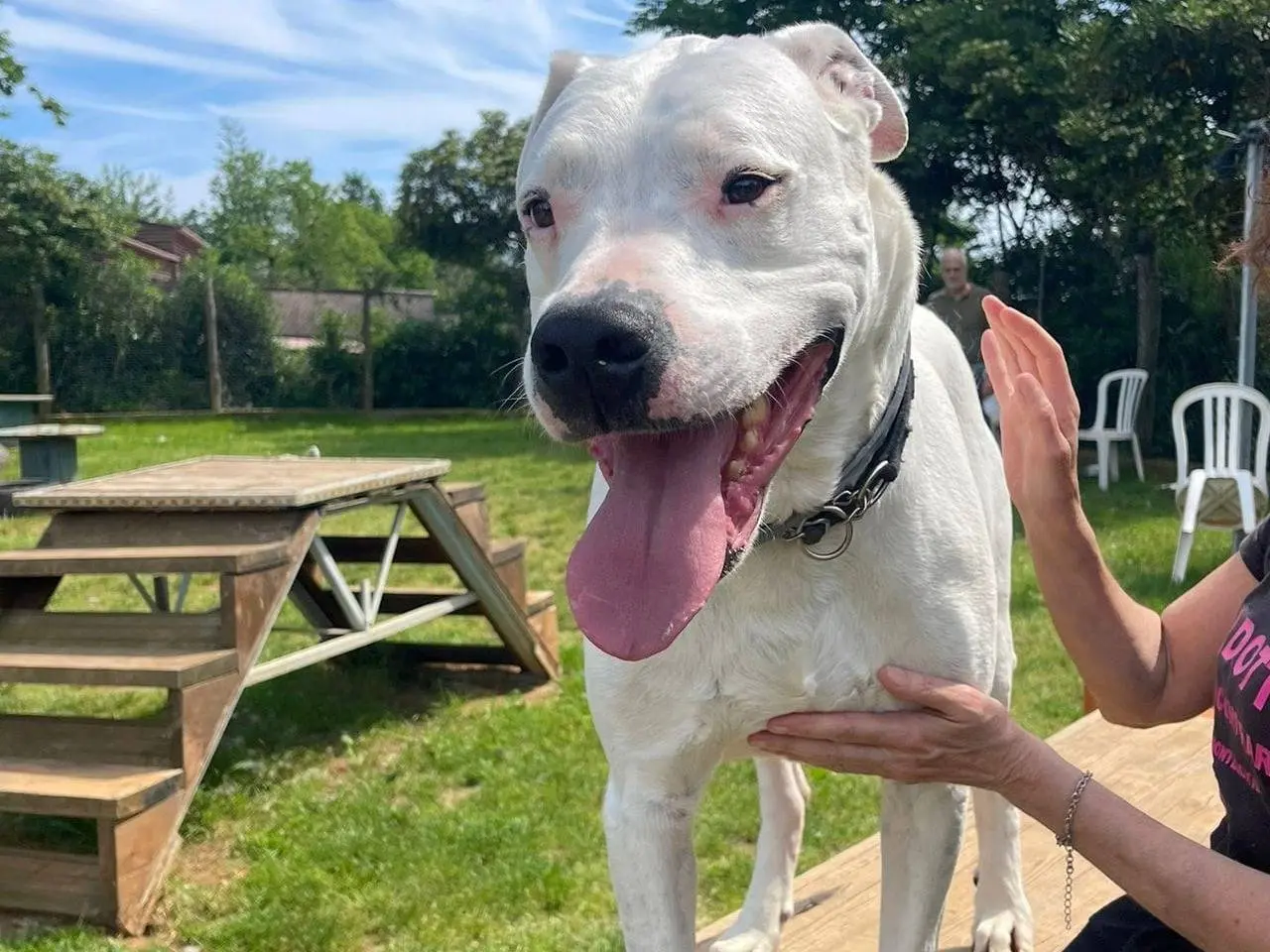 Adozione cane, maschio, Dogo Argentino, 10 anni e 9 mesi, taglia gigante, Genova