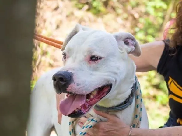 Adotta un cane, maschio, 10 anni e 9 mesi, Genova