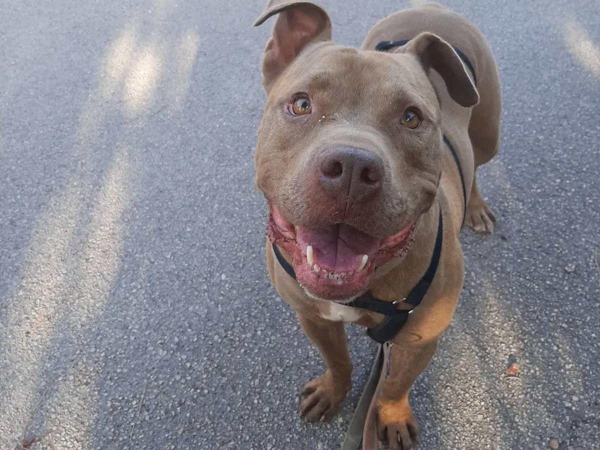 Adozione cane, maschio, Pitbull, 6 anni e 10 mesi, taglia media, Barletta