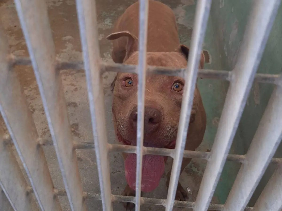 Adotta il cane Johnny a Barletta