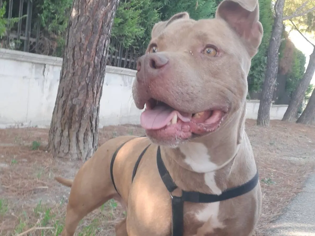 Adotta un cane, maschio, 6 anni e 10 mesi, Barletta