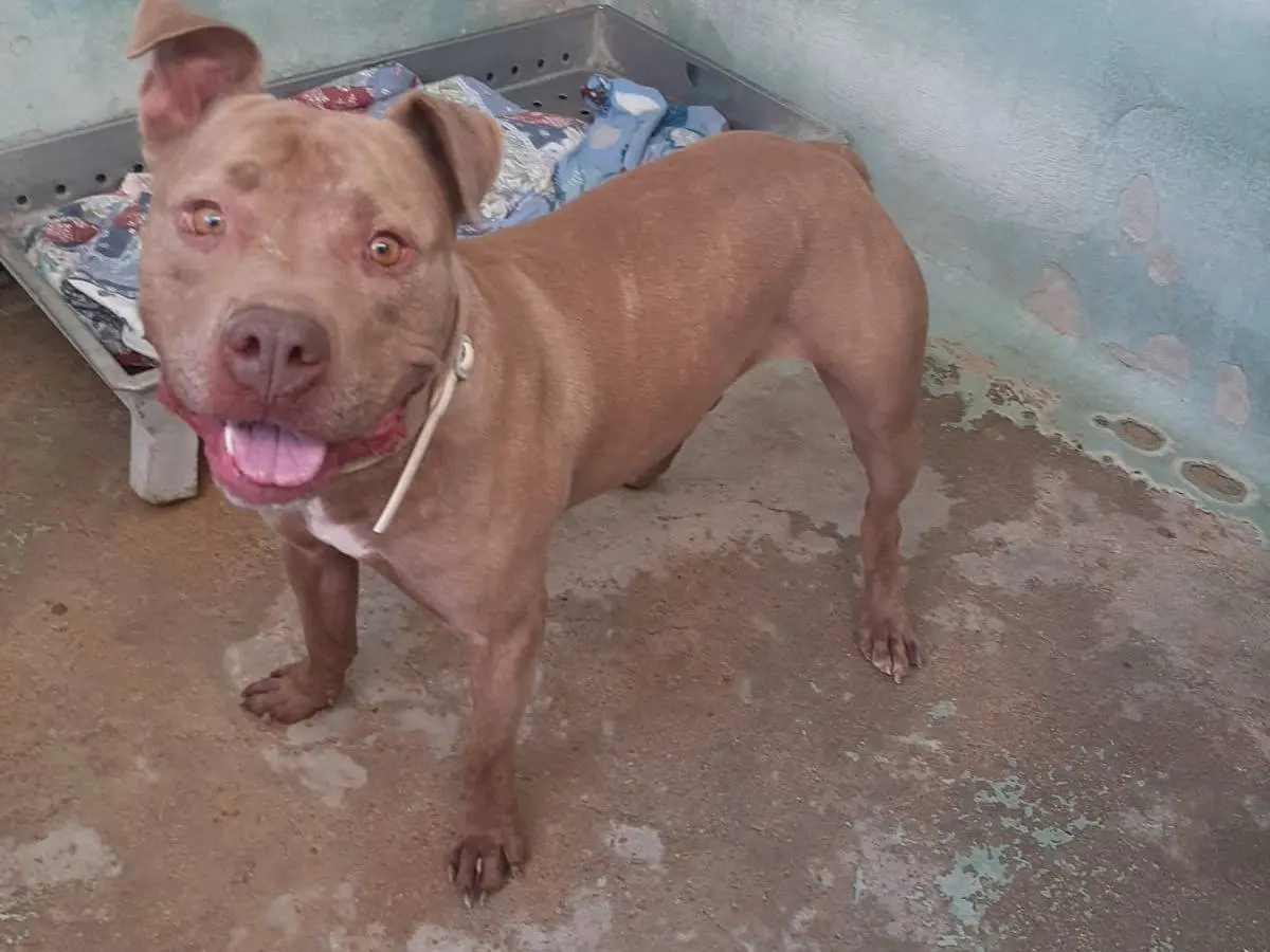 Vuoi adottare un cane a Barletta?