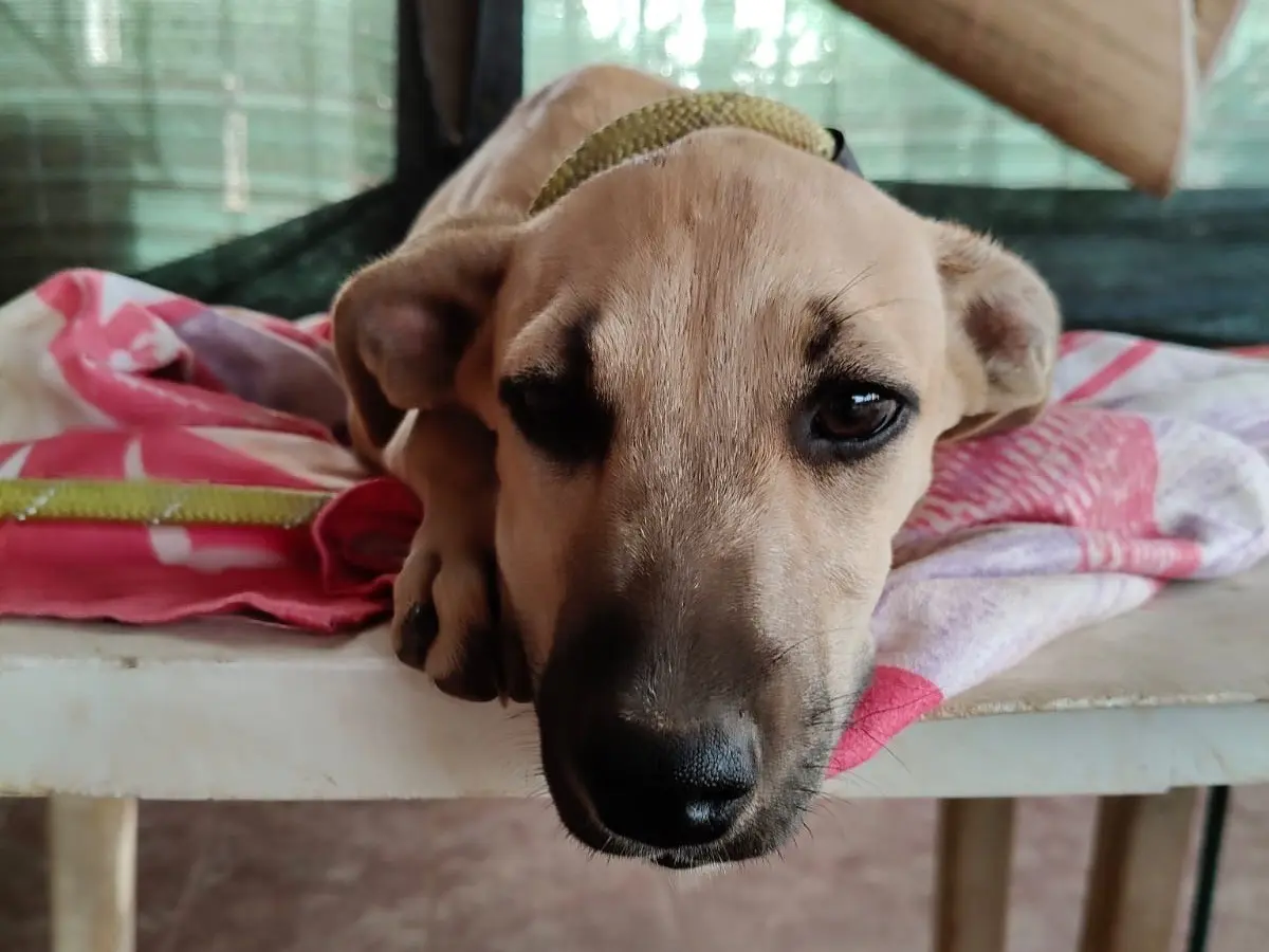 Vuoi adottare un cane a Vibo?