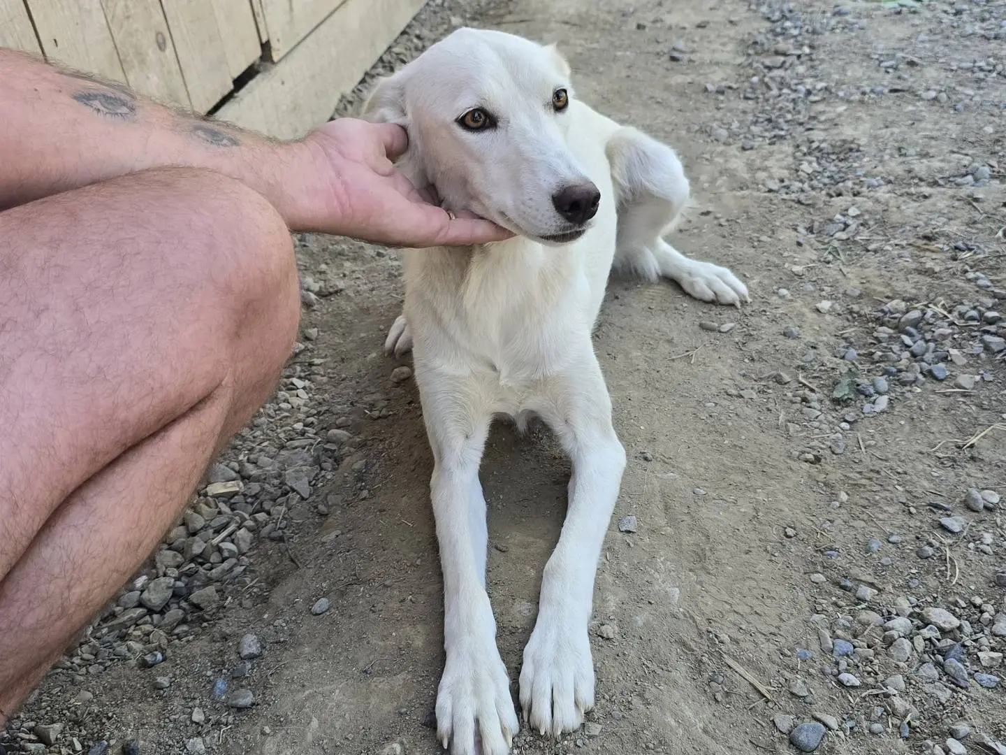 Adotta un cane, femmina, 2 anni e 1 mese, Udine