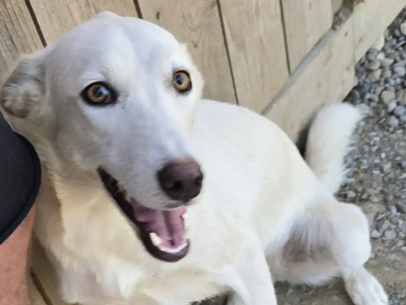 Adozione cane, femmina, Razza sconosciuta Razza sconosciuta, 2 anni e 1 mese, taglia media contenuta, Udine