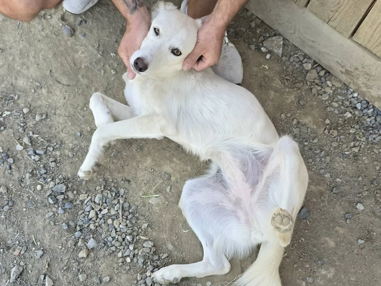 Adotta un cane, taglia media contenuta, femmina, Udine