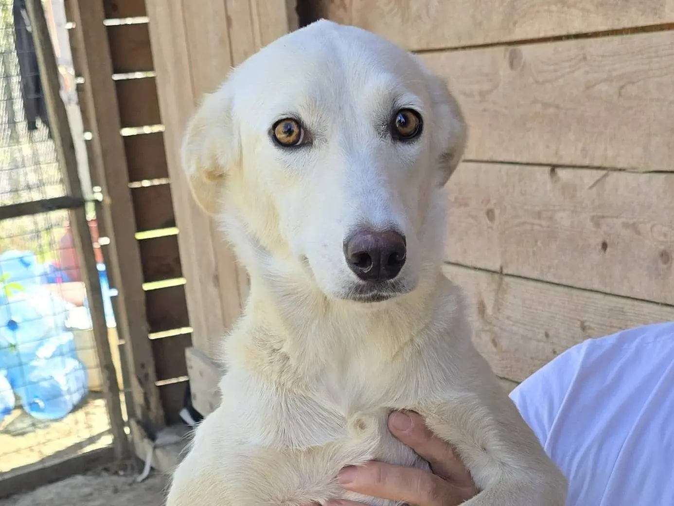 Vuoi adottare un cane a Udine?