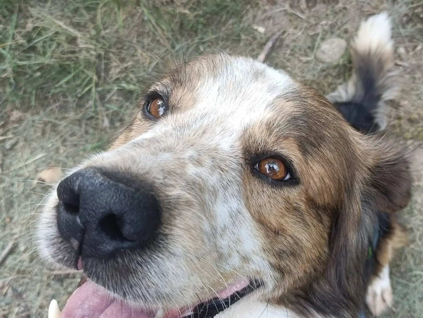Adotta un cane, maschio, 4 anni e 9 mesi, Torino