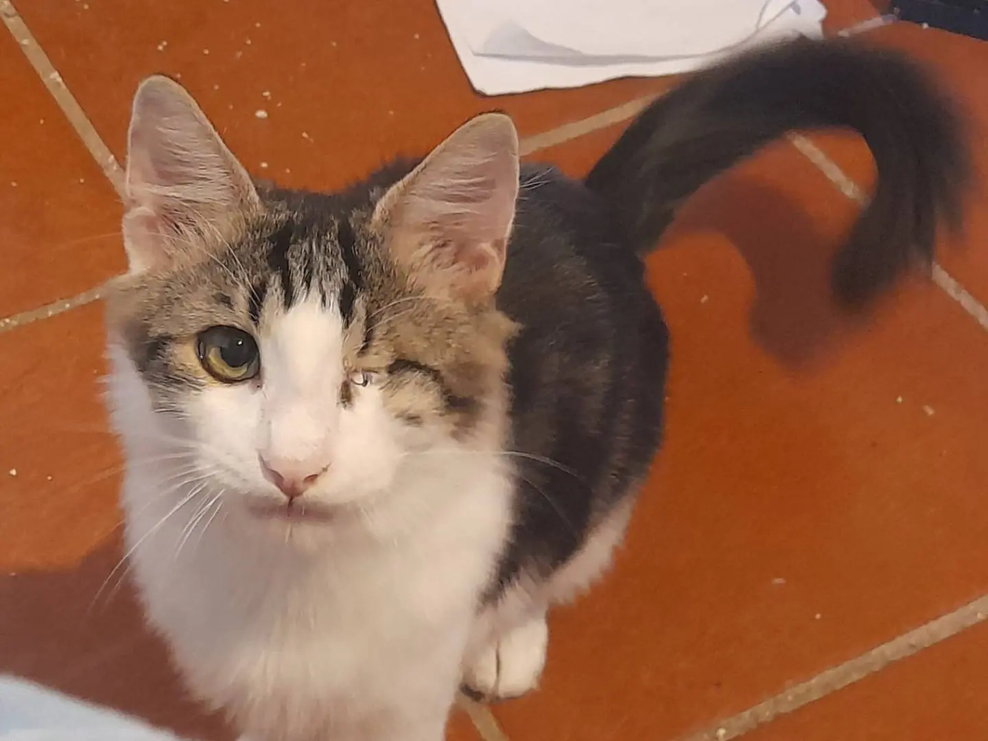 Adotta un gatto, maschio, 5 mesi, Sassari