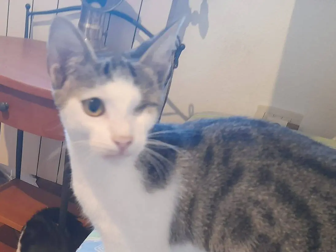 Adotta un gatto, taglia non valida, maschio, Sassari
