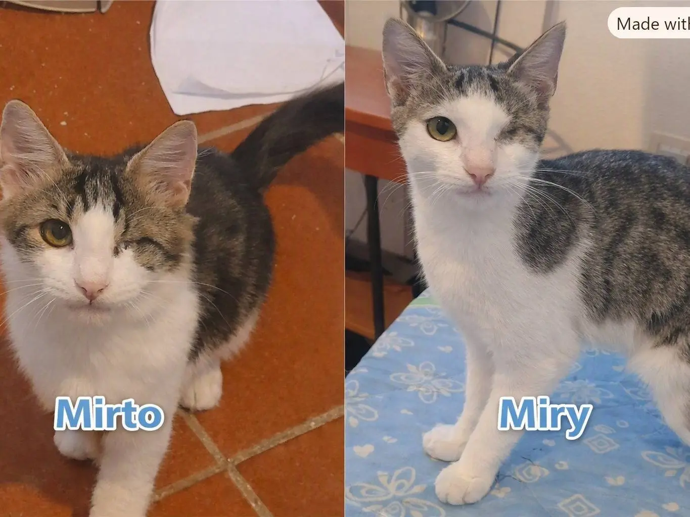 Adozione gatto, maschio, Razza sconosciuta Razza sconosciuta, 5 mesi, taglia non valida, Sassari