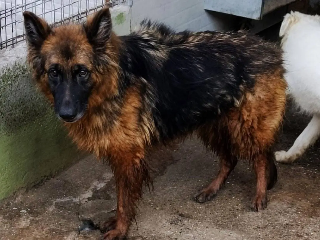 Adotta un cane, femmina, 4 anni e 4 mesi, Cuneo