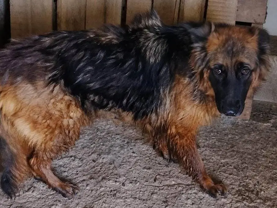 Adotta un cane, taglia grande, femmina, Cuneo