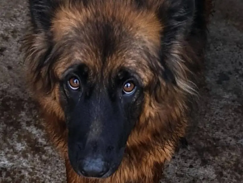 Adozione cane, femmina, Pastore tedesco Razza sconosciuta, 4 anni e 4 mesi, taglia grande, Cuneo