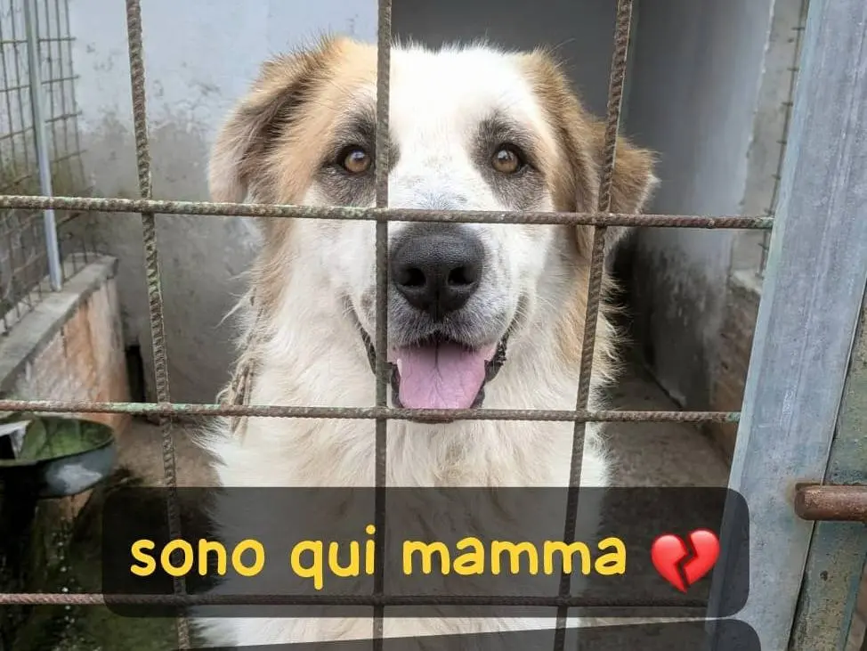 Adozione cane, maschio, Razza sconosciuta Razza sconosciuta, 3 anni e 3 mesi, taglia grande, Arezzo
