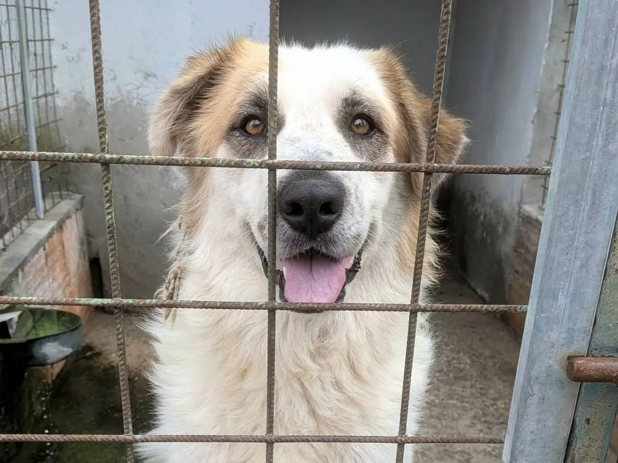 Adotta un cane, maschio, 3 anni e 3 mesi, Arezzo
