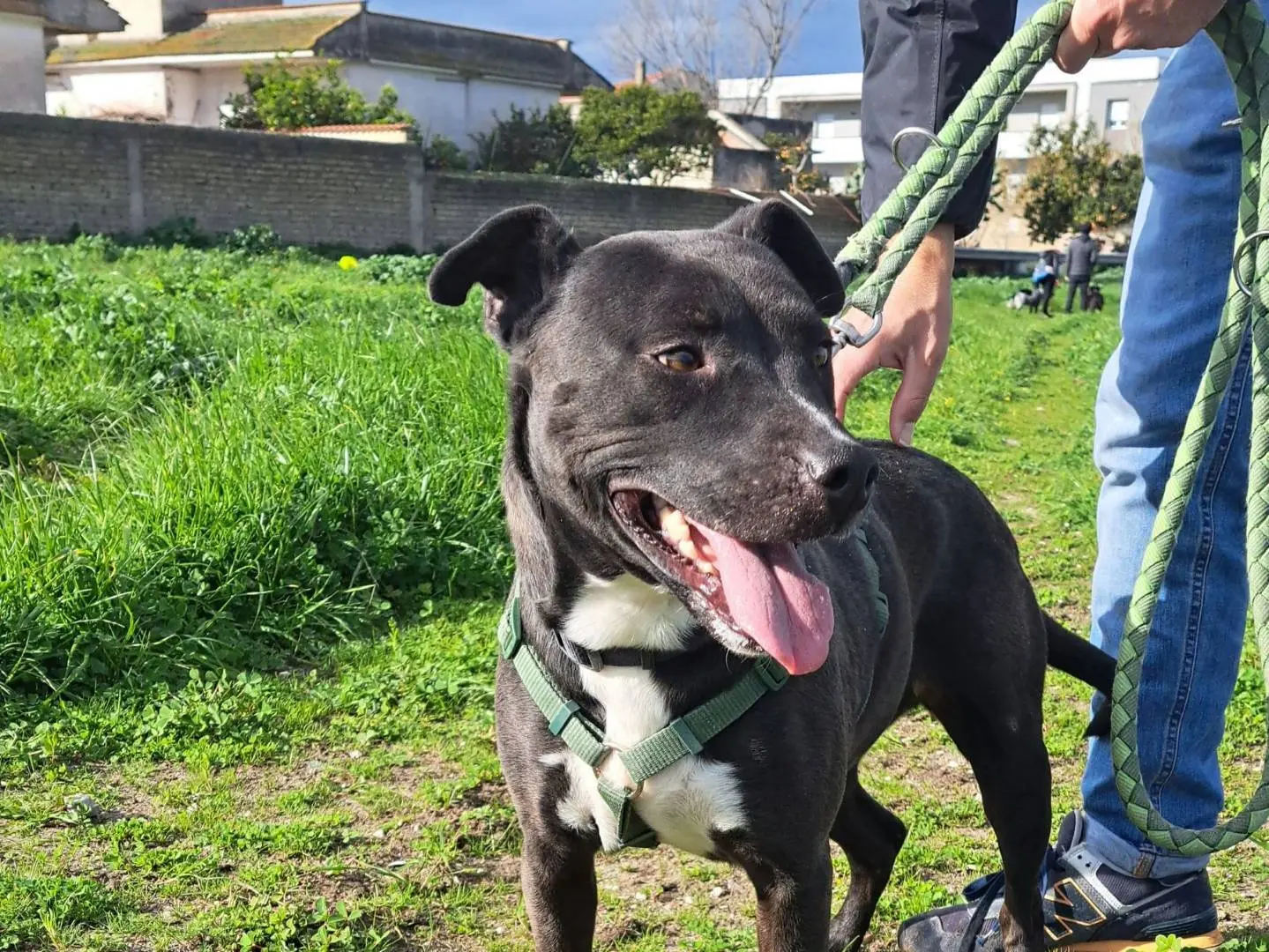 Adotta un cane, femmina, 6 anni e 7 mesi, Caserta
