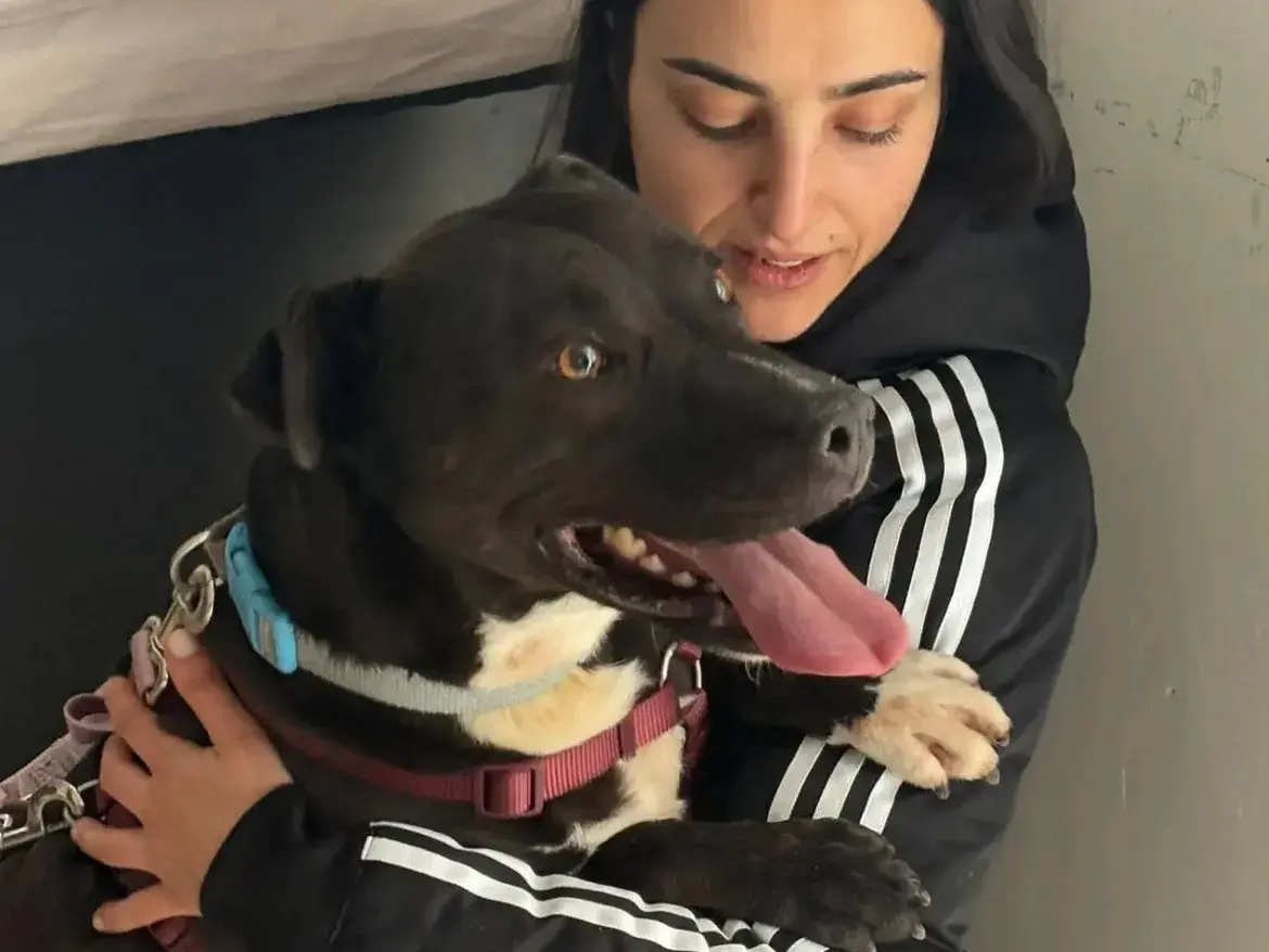 Adotta il cane MIMI a Caserta