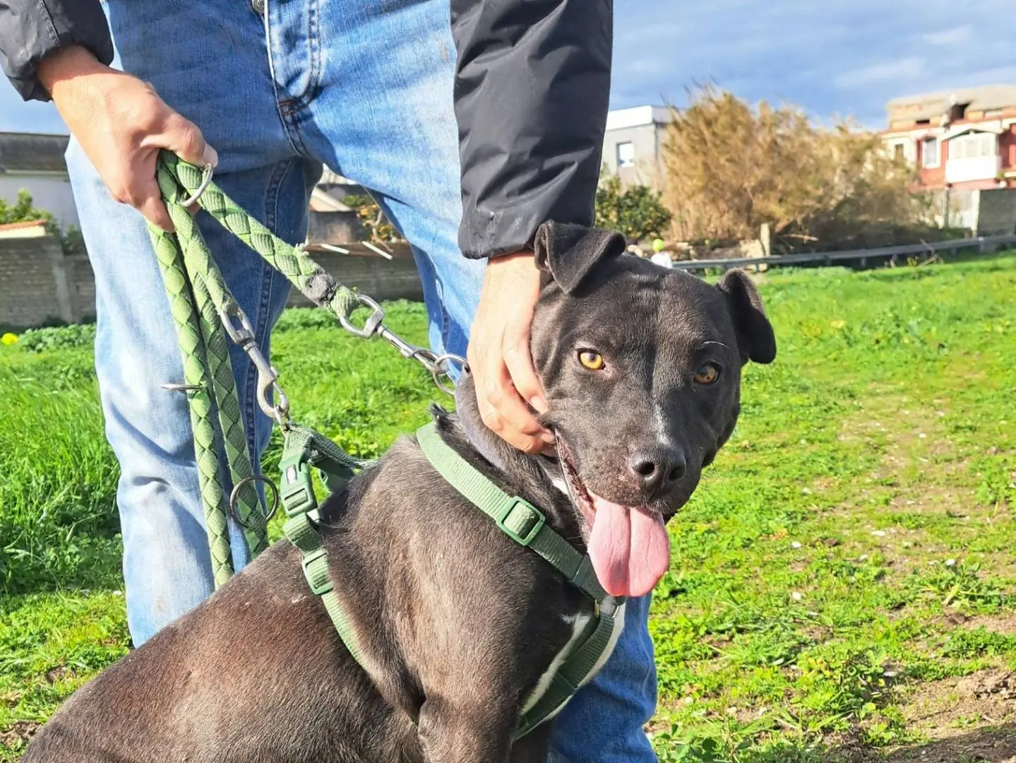 Adotta un cane, taglia media, femmina, Caserta