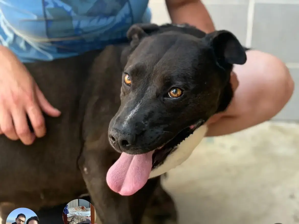 Adozione cane, femmina, Pitbull Razza sconosciuta, 6 anni e 7 mesi, taglia media, Caserta