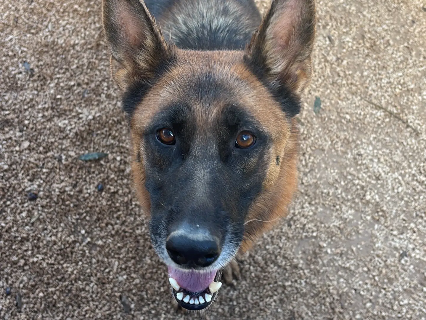 Adotta un cane, femmina, 4 anni e 4 mesi, Taranto