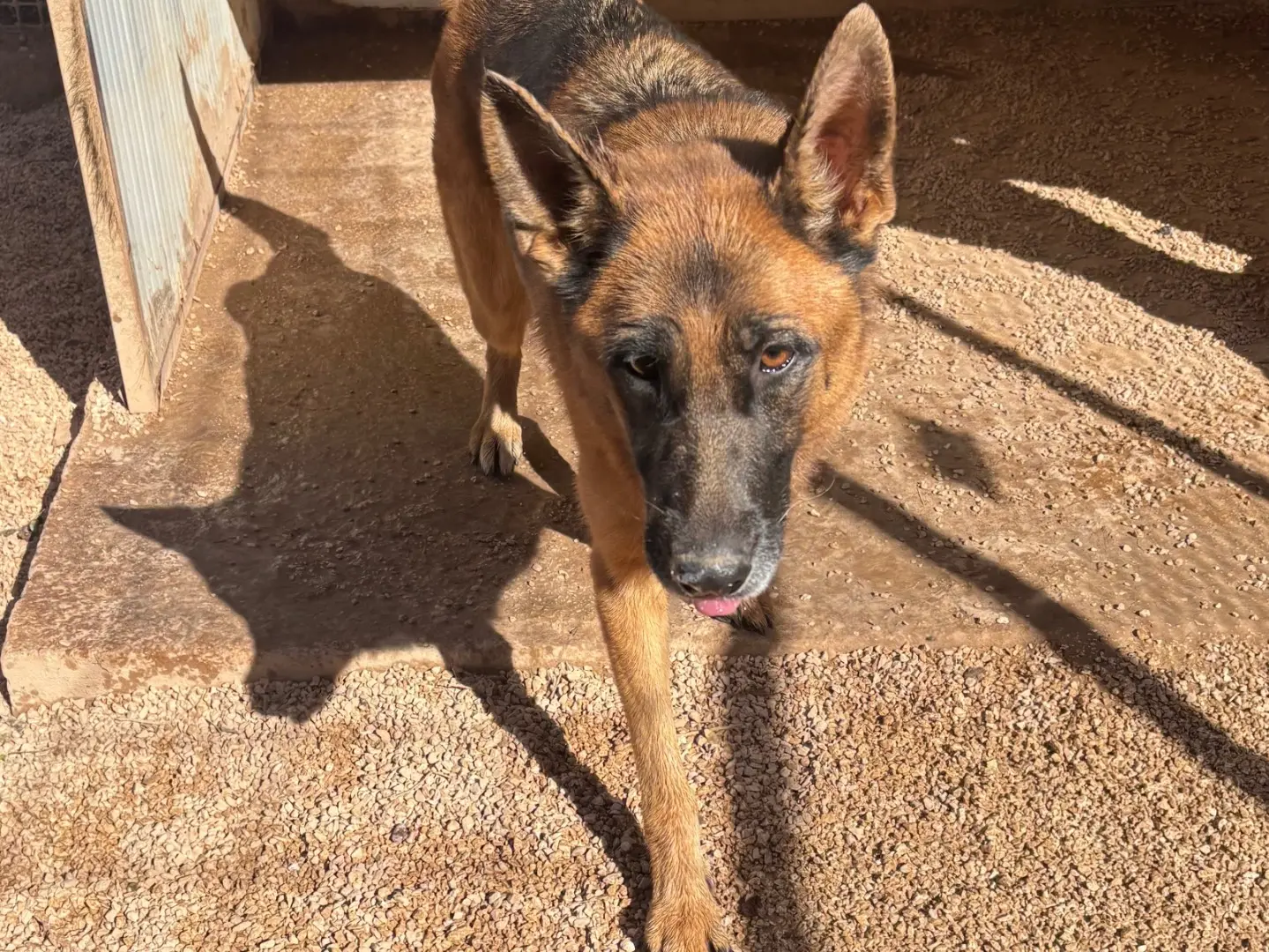 Adotta un cane, taglia media, femmina, Taranto