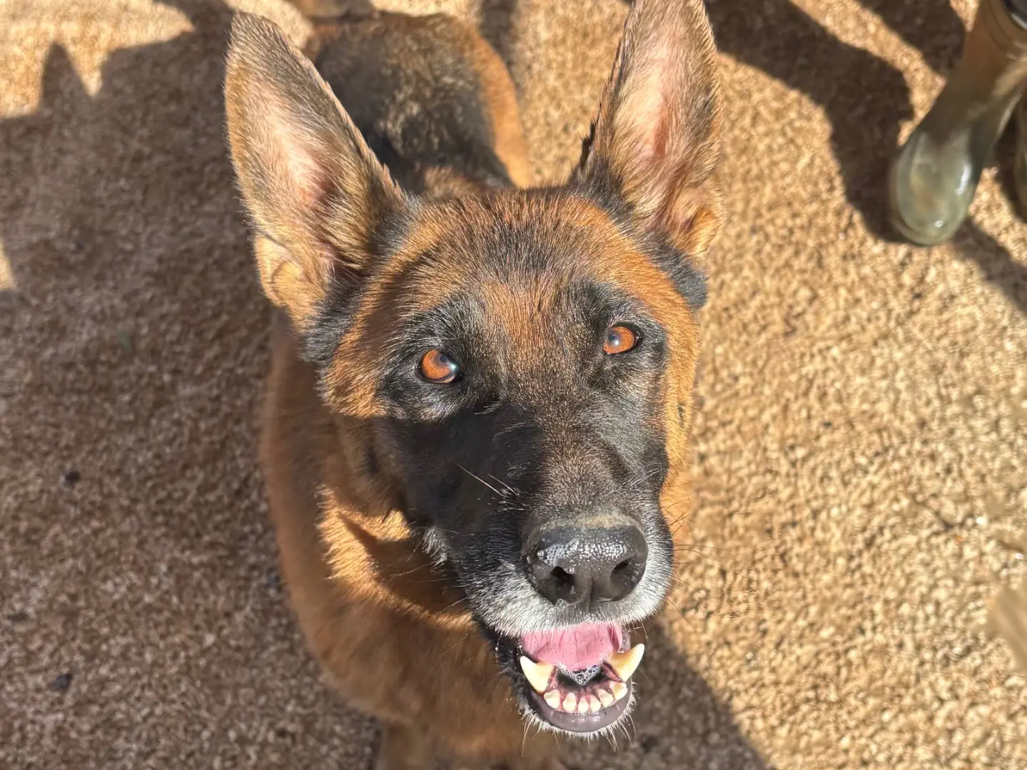 Adozione cane, femmina, Pastore tedesco Razza sconosciuta, 4 anni e 4 mesi, taglia media, Taranto