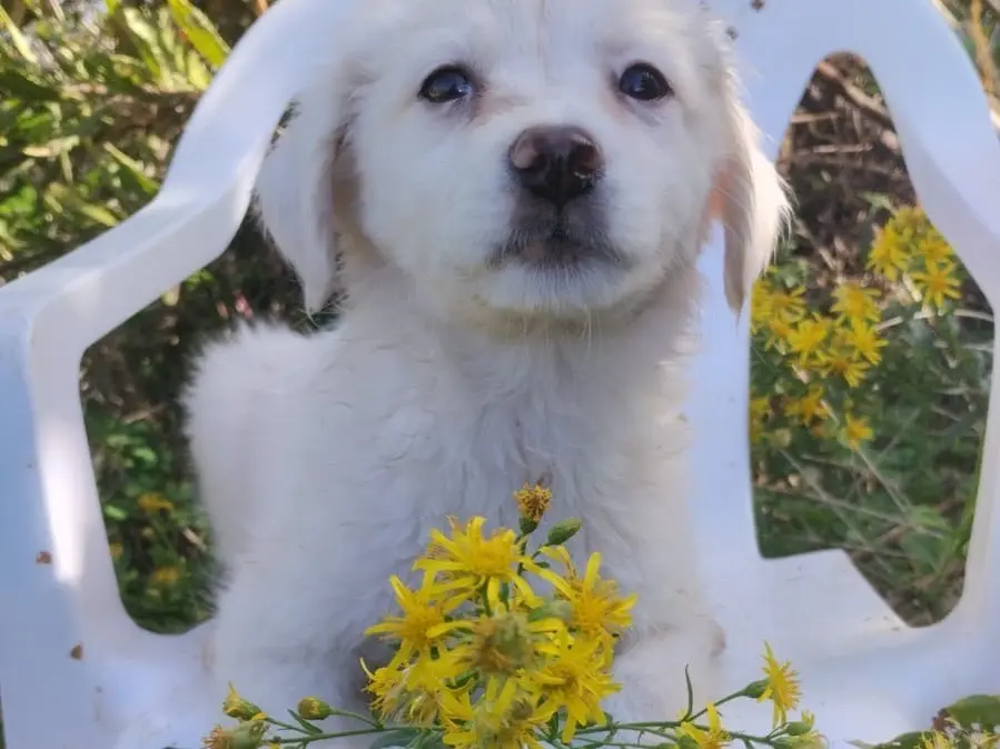 Adotta il cane Sole a Vibo