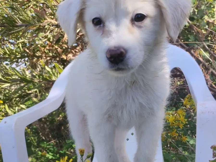 Adotta un cane, femmina, 3 mesi, Vibo
