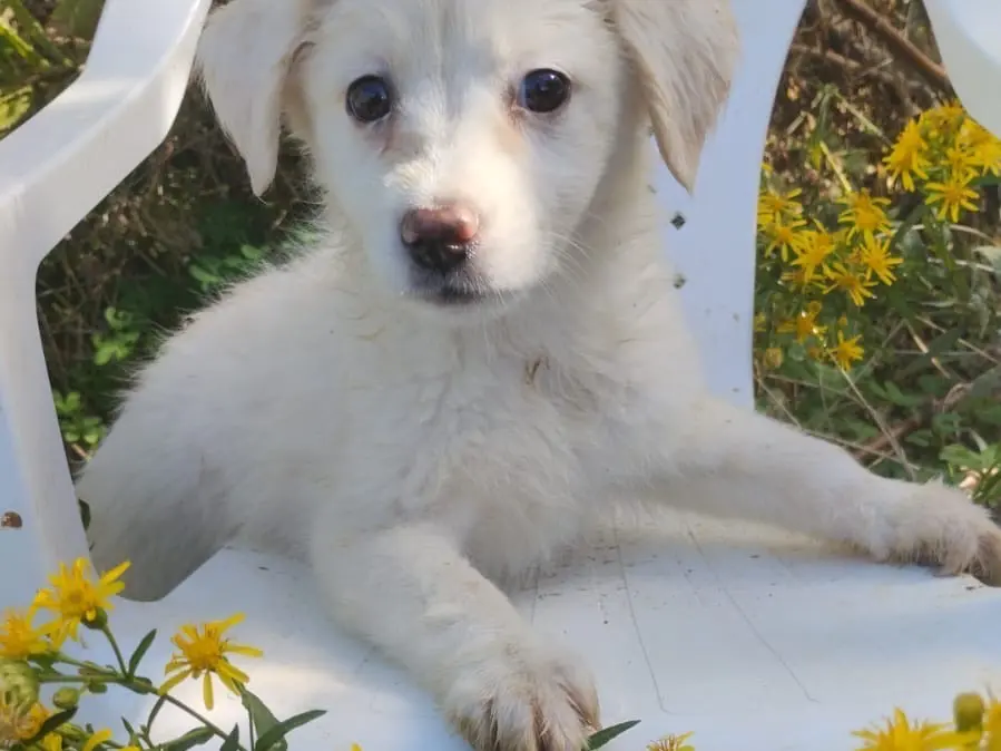 Adozione cane, femmina, Razza sconosciuta Razza sconosciuta, 3 mesi, taglia media, Vibo