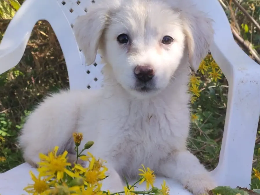 Vuoi adottare un cane a Vibo?