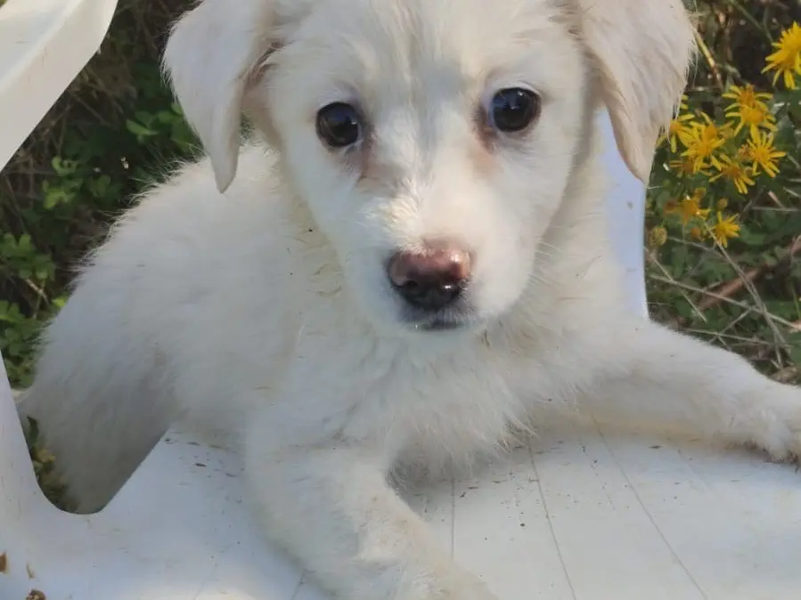 Adotta un cane, taglia media, femmina, Vibo