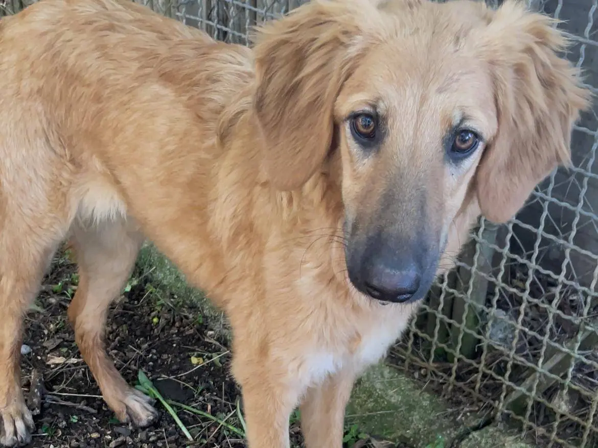 Adotta un cane, femmina, 1 anno e 7 mesi, Latina