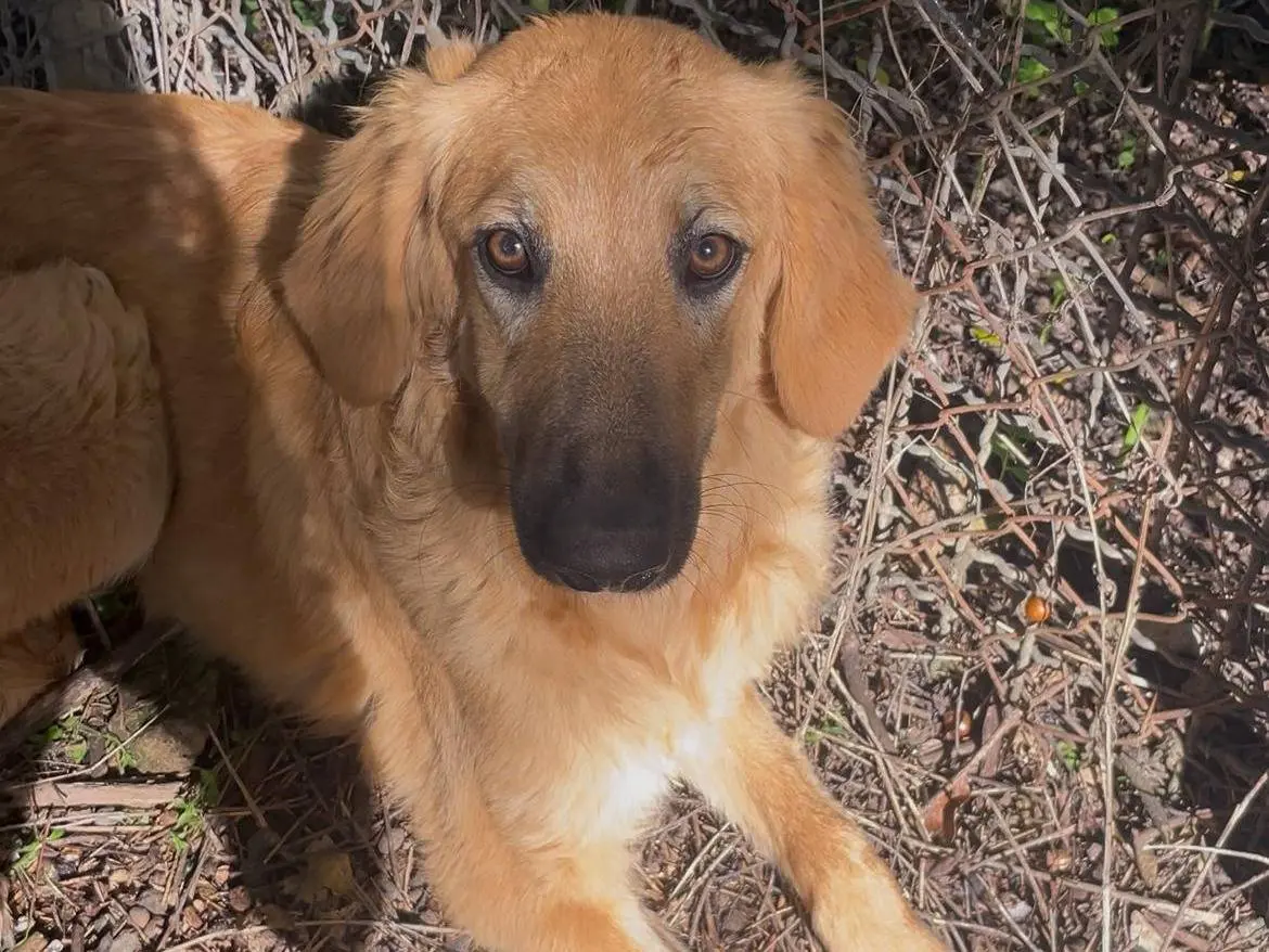 Adozione cane, femmina, Razza sconosciuta Razza sconosciuta, 1 anno e 7 mesi, taglia media, Latina