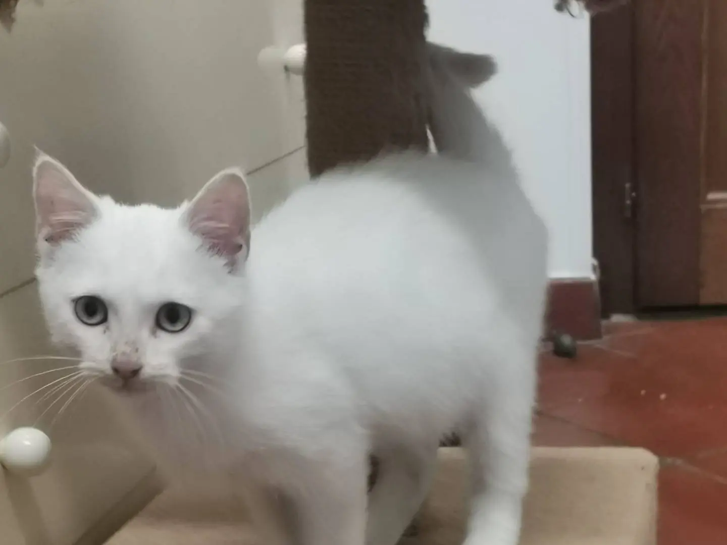 Adozione gatto, maschio, Razza sconosciuta Razza sconosciuta, 2 mesi, taglia non valida, Viterbo