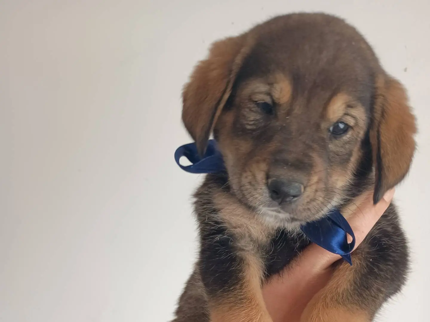 Vuoi adottare un cane a Palermo?